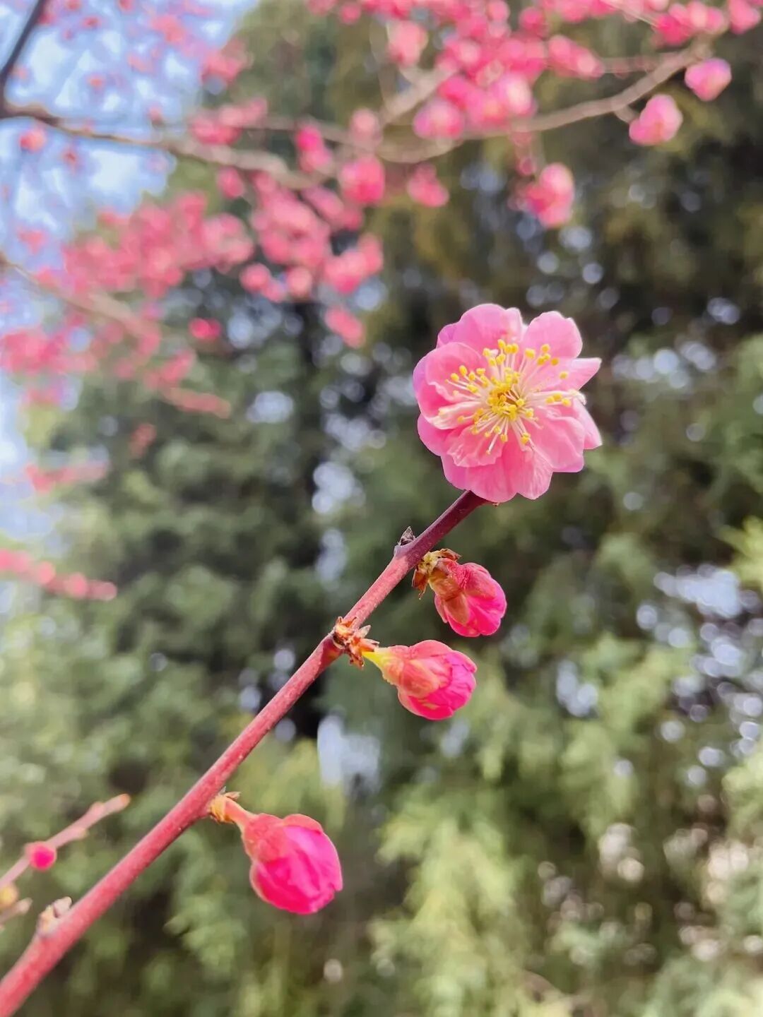 梅花盛放！京城“梅园”汇总来了