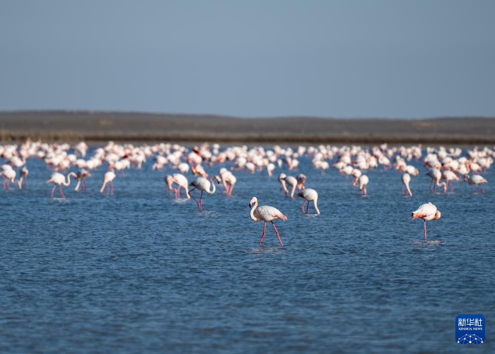 哈萨克斯坦：春季迁徙中的火烈鸟