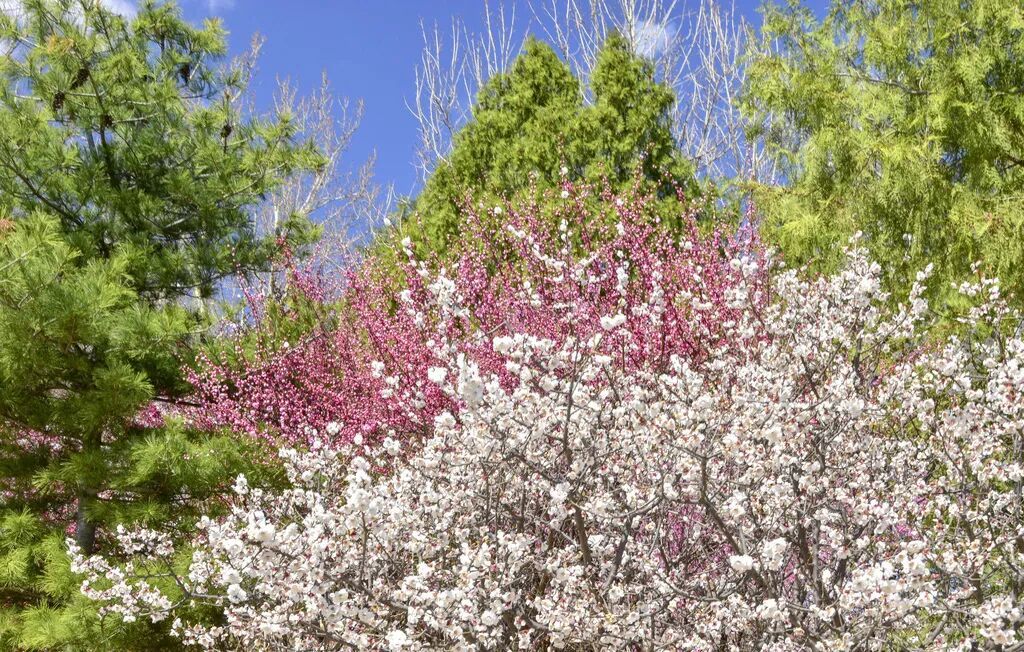 梅花盛放！京城“梅园”汇总来了