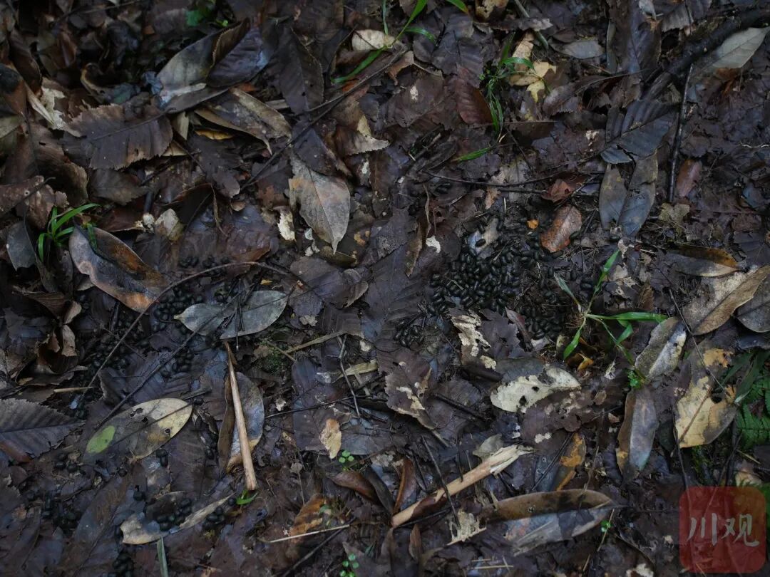 “像不像豆豉?”四川这群科研人员为什么要在深山里捡“粑粑”? “像不像豆豉?”四川这群科研人员为什么要在深山里捡“粑粑”?