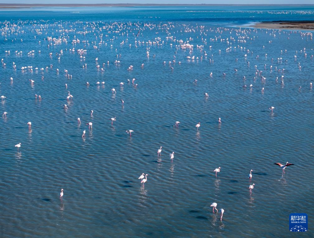 哈萨克斯坦：春季迁徙中的火烈鸟