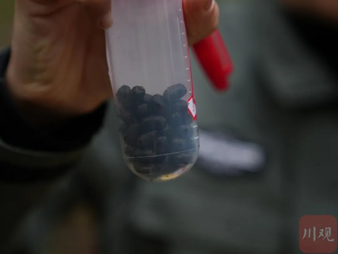 “像不像豆豉?”四川这群科研人员为什么要在深山里捡“粑粑”? “像不像豆豉?”四川这群科研人员为什么要在深山里捡“粑粑”?