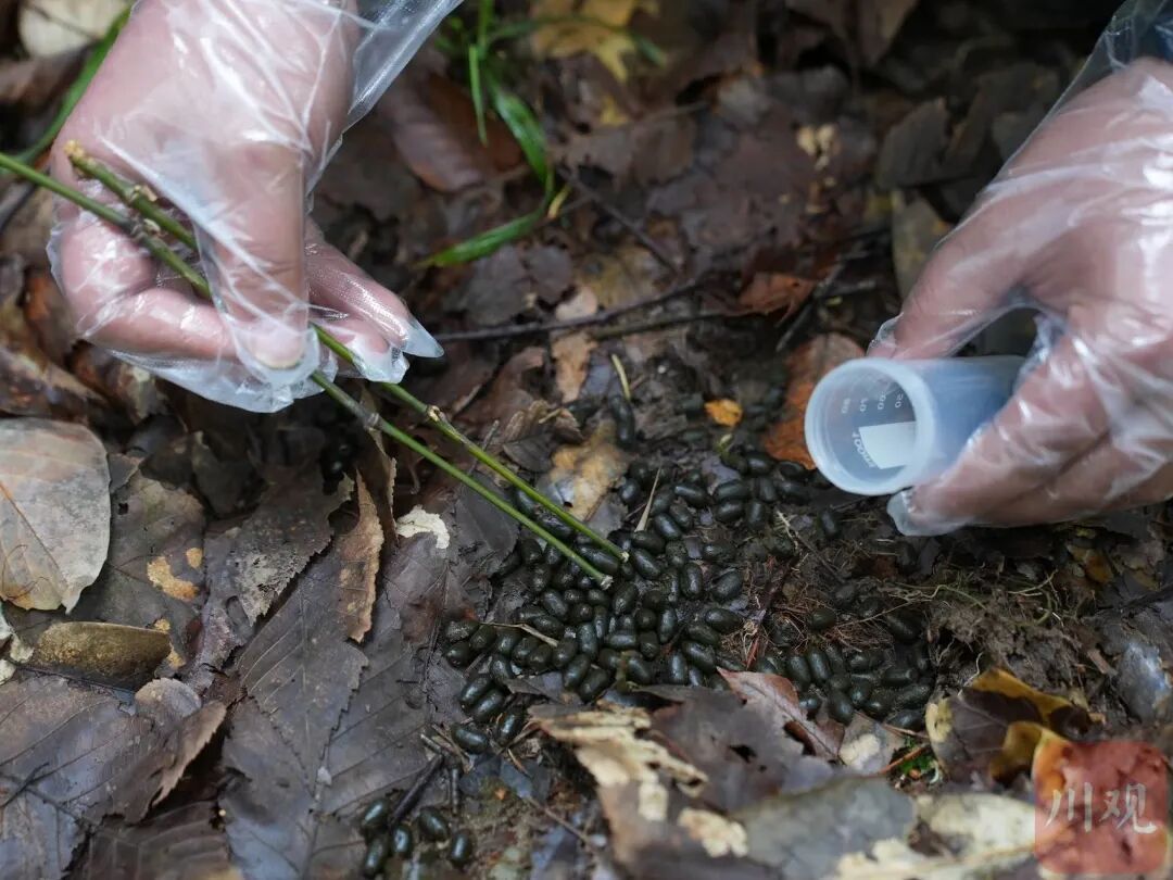 “像不像豆豉?”四川这群科研人员为什么要在深山里捡“粑粑”? “像不像豆豉?”四川这群科研人员为什么要在深山里捡“粑粑”?