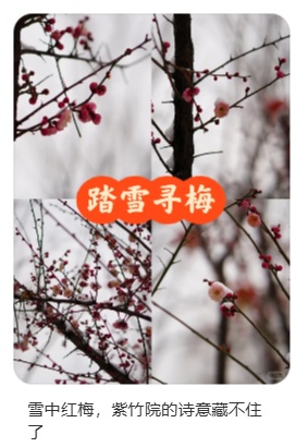 梅花盛放！京城“梅园”汇总来了