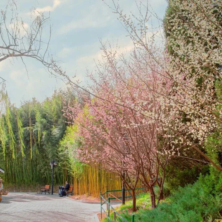 梅花盛放！京城“梅园”汇总来了