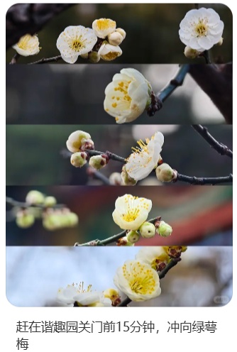梅花盛放！京城“梅园”汇总来了