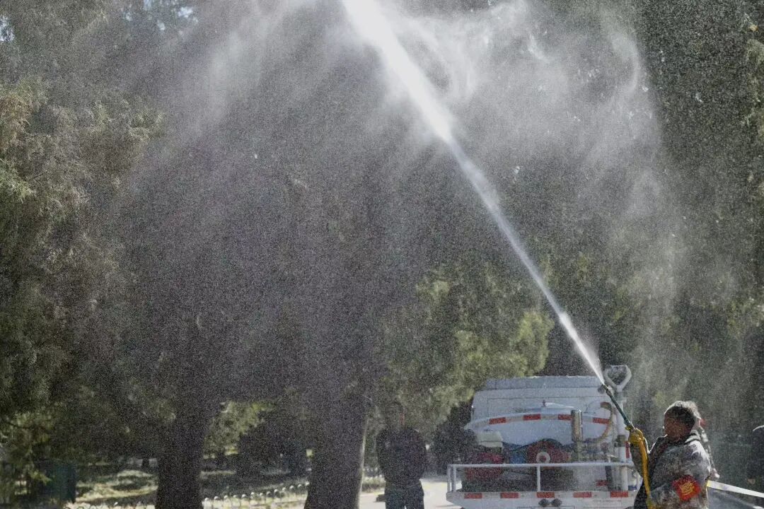 天坛公园1500余株柏树,“洗剪吹”了 天坛公园1500余株柏树,“洗剪吹”了