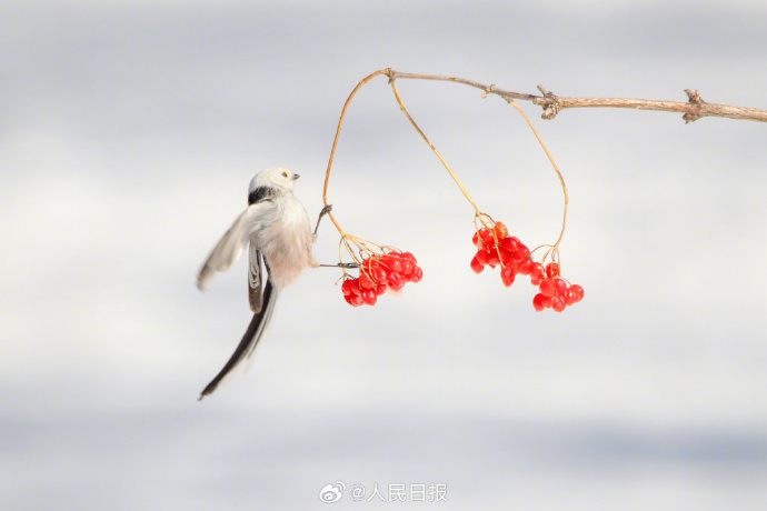 赏心悦目！这是现实版“花鸟图”