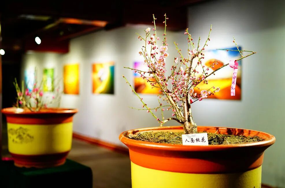 梅花盛放！京城“梅园”汇总来了