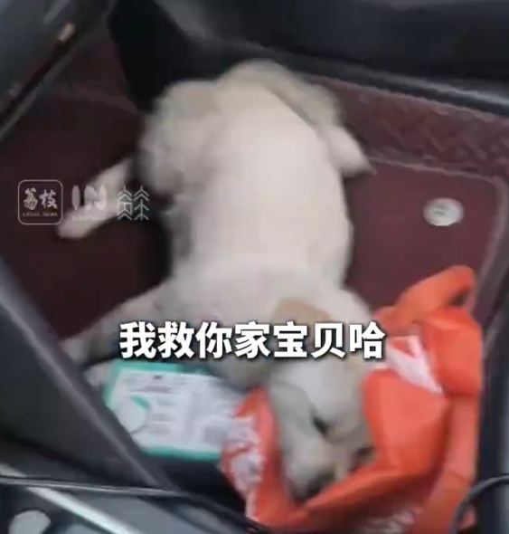 小狗受伤躺地同伴急得团团转，女子出手相救后小狗同伴不离不弃一路跟随守护