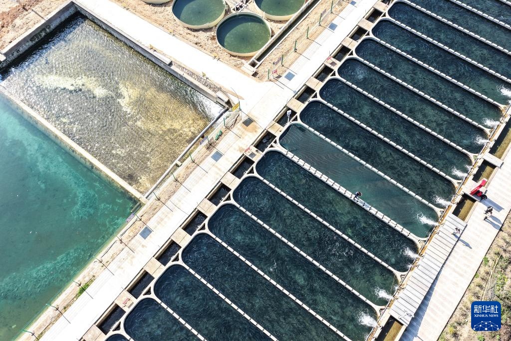 贵州岑巩:深山里“游”出三文鱼 贵州岑巩:深山里“游”出三文鱼