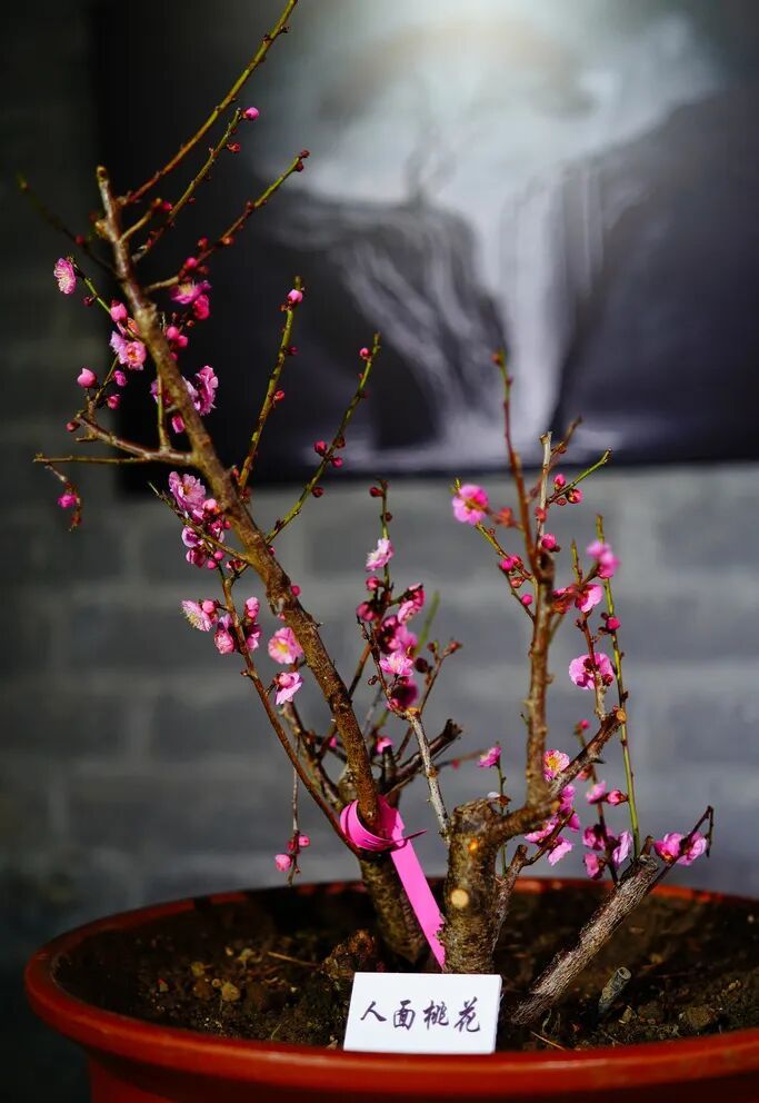 梅花盛放！京城“梅园”汇总来了