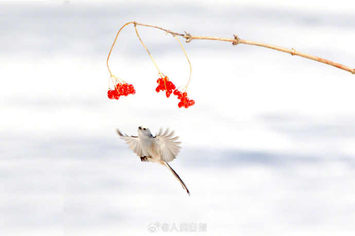 赏心悦目！这是现实版“花鸟图”