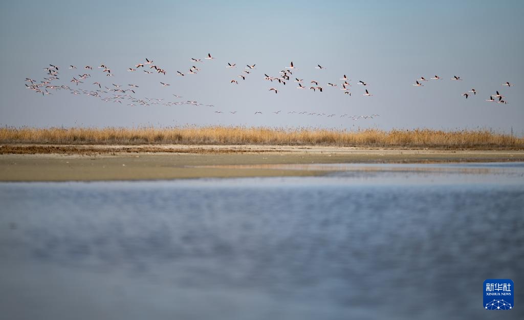 哈萨克斯坦：春季迁徙中的火烈鸟