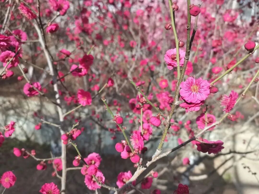 梅花盛放！京城“梅园”汇总来了