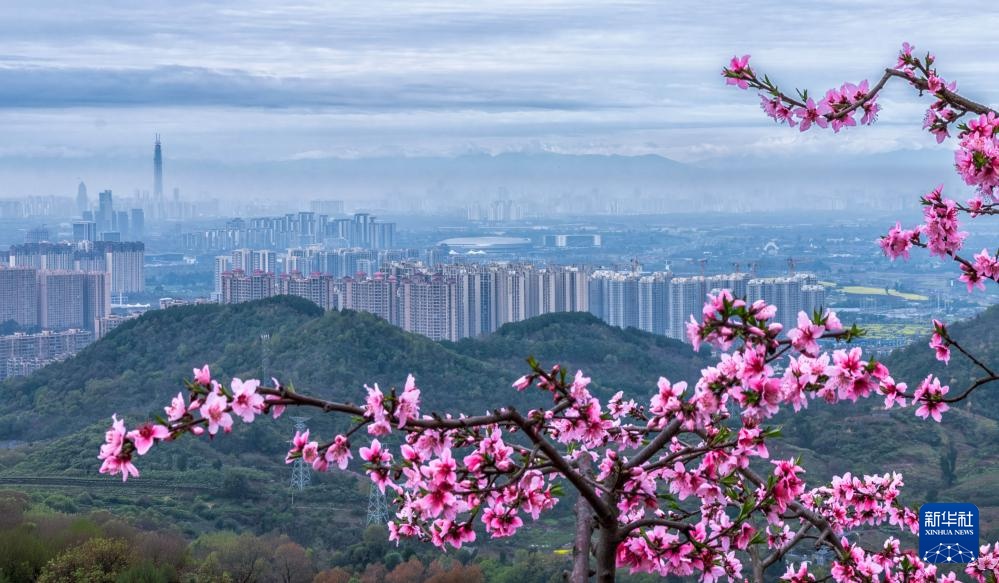 成都龙泉山桃花盛开 成都龙泉山桃花盛开