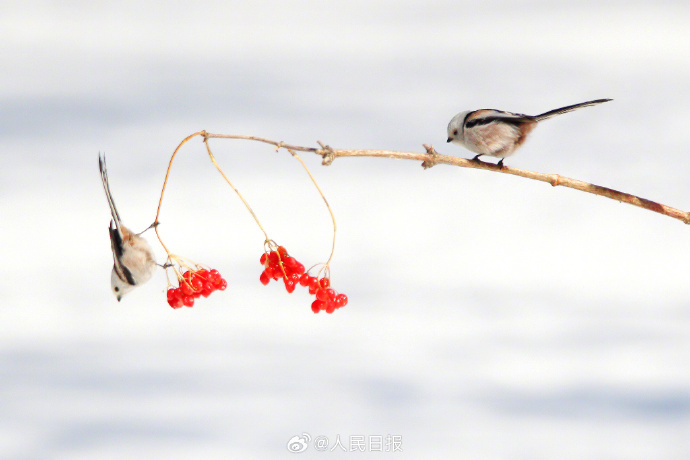 赏心悦目！这是现实版“花鸟图”