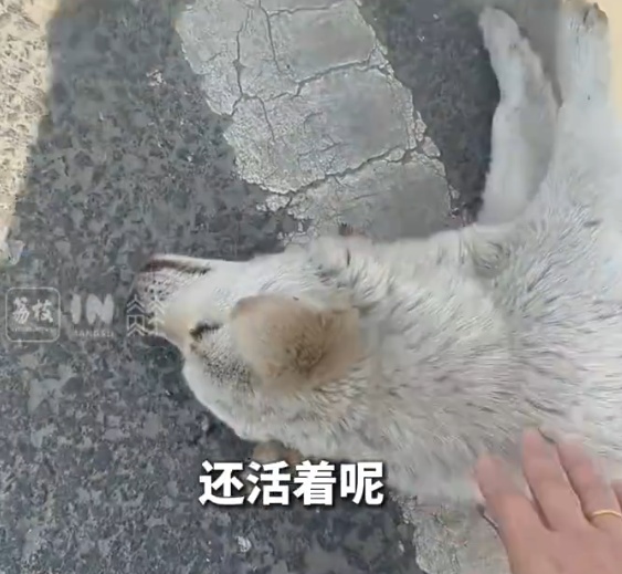 小狗受伤躺地同伴急得团团转，女子出手相救后小狗同伴不离不弃一路跟随守护