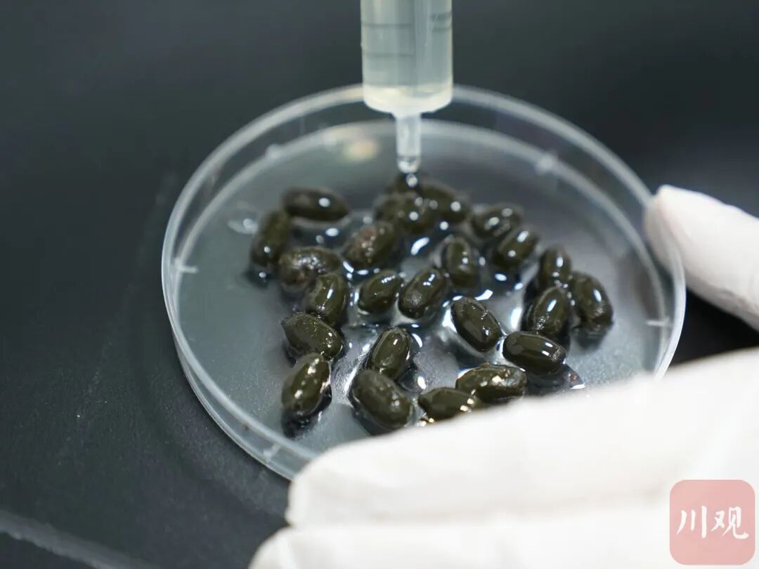 “像不像豆豉?”四川这群科研人员为什么要在深山里捡“粑粑”? “像不像豆豉?”四川这群科研人员为什么要在深山里捡“粑粑”?