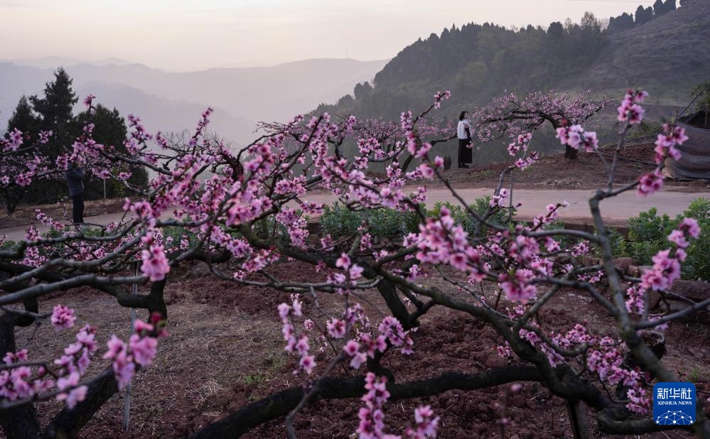 成都龙泉山桃花盛开 成都龙泉山桃花盛开