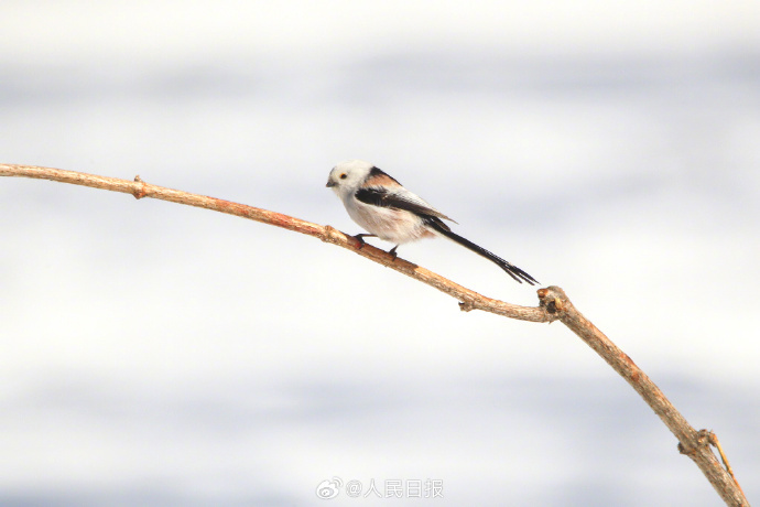 赏心悦目！这是现实版“花鸟图”