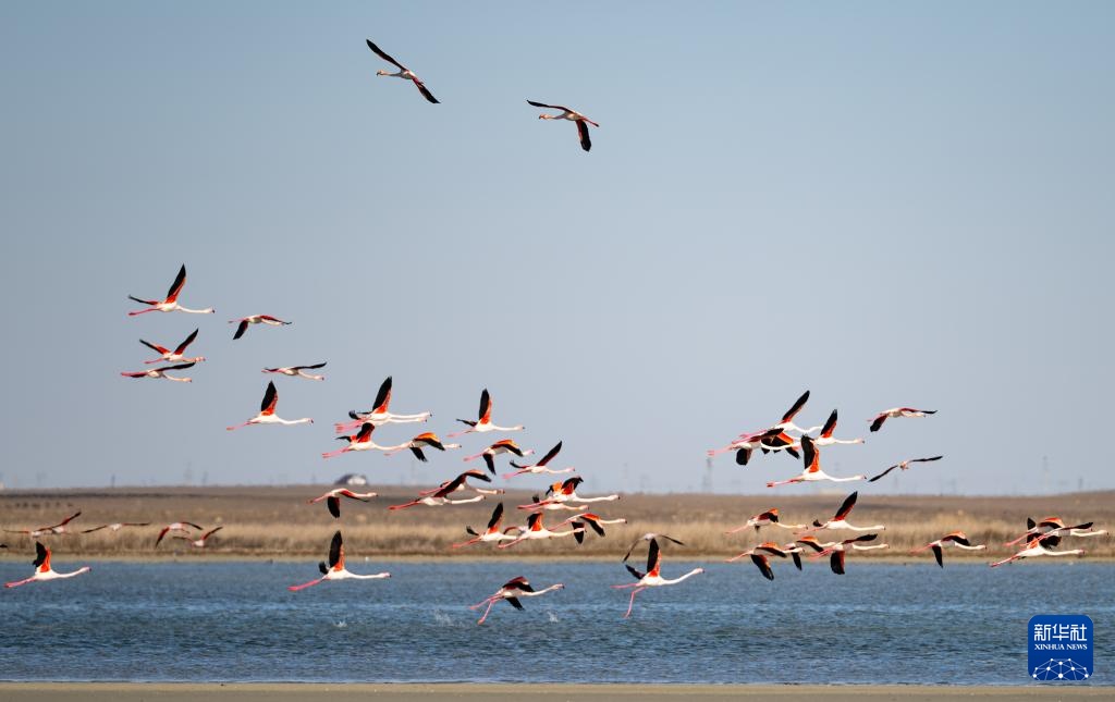 哈萨克斯坦：春季迁徙中的火烈鸟