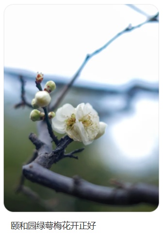 梅花盛放！京城“梅园”汇总来了
