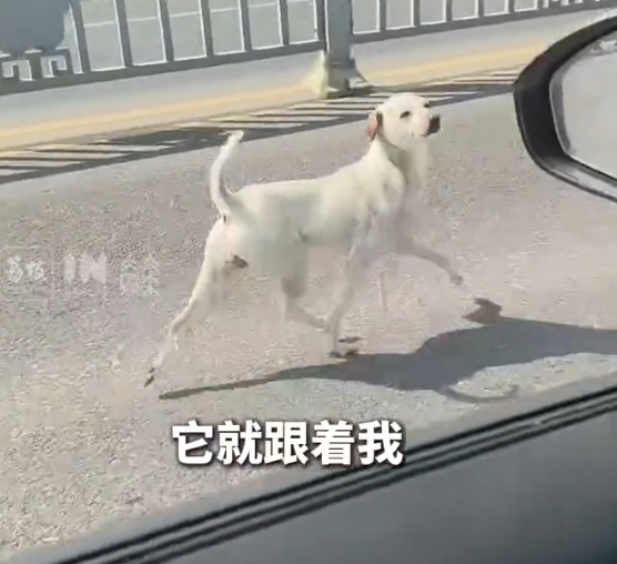 小狗受伤躺地同伴急得团团转，女子出手相救后小狗同伴不离不弃一路跟随守护