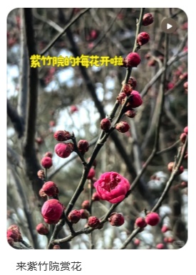 梅花盛放！京城“梅园”汇总来了