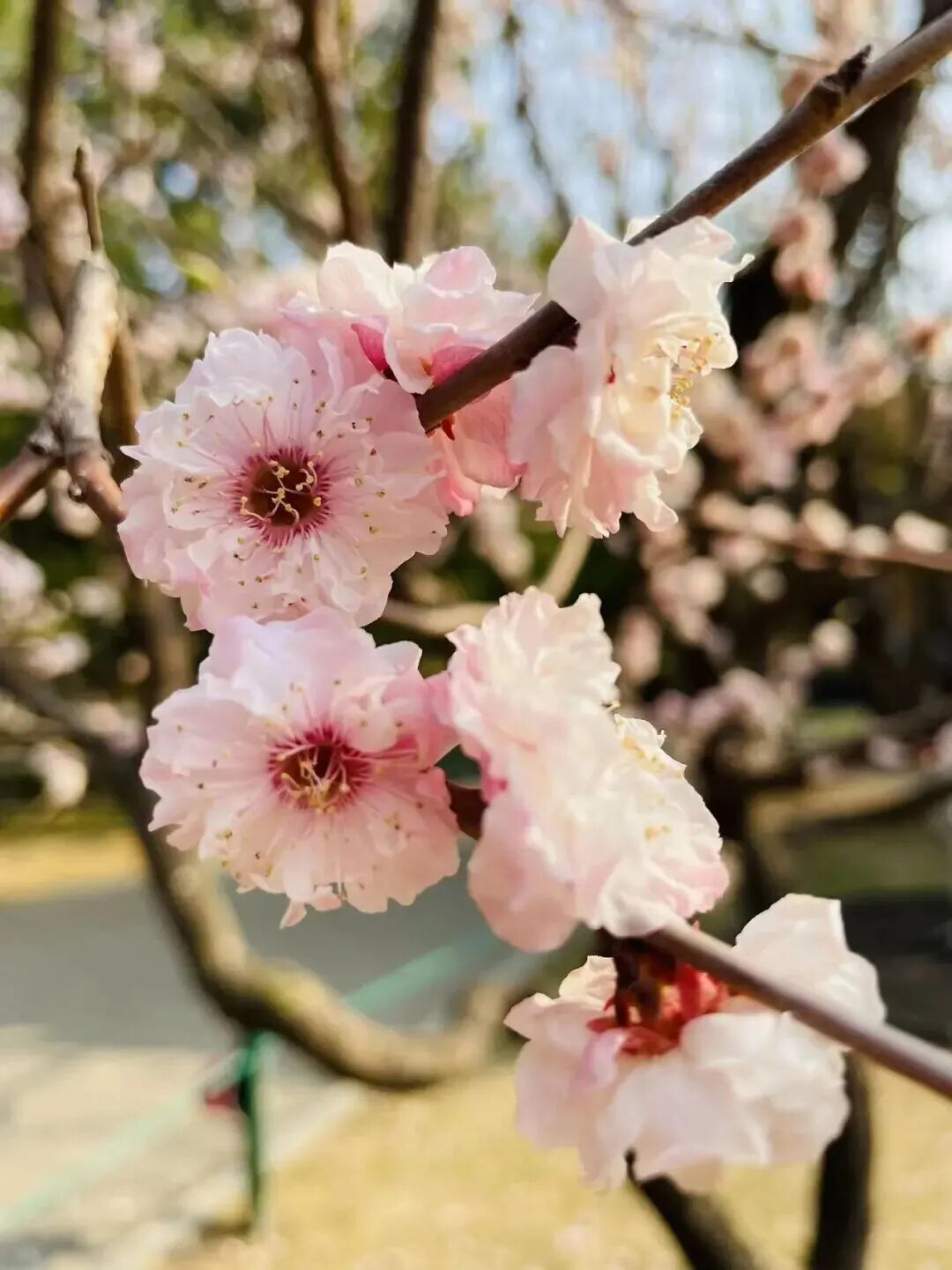 梅花盛放！京城“梅园”汇总来了