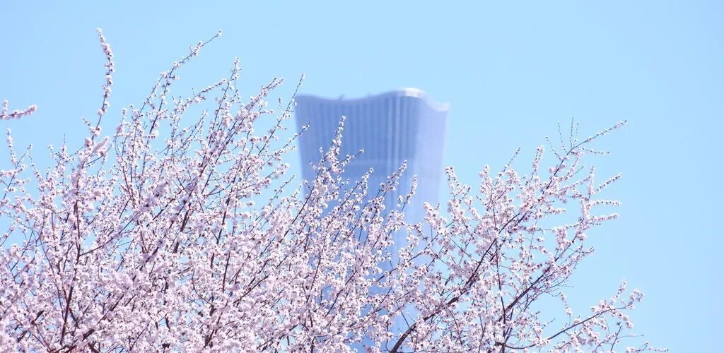 梅花盛放！京城“梅园”汇总来了