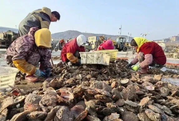 7元一斤，太鲜了！青岛这种海鲜头茬上市，肥嫩爆汁，上岸直接抢空