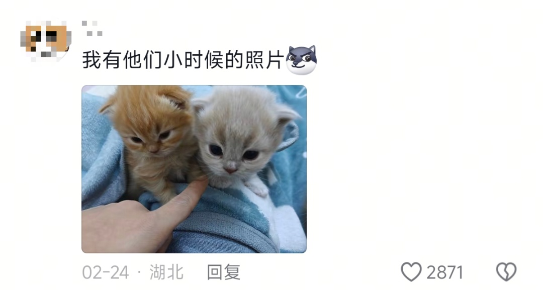 新晋网红!老虎版“没头脑”和“不高兴”爆火出圈 新晋网红!老虎版“没头脑”和“不高兴”爆火出圈