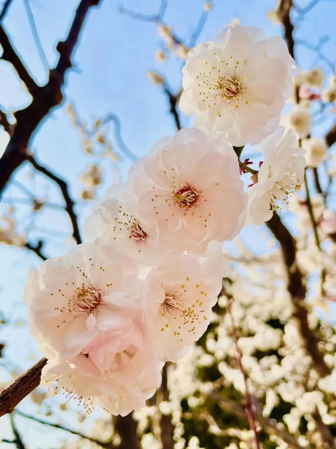 梅花盛放！京城“梅园”汇总来了
