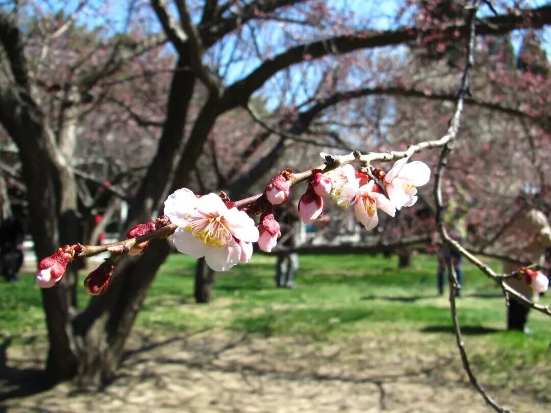 梅花盛放！京城“梅园”汇总来了