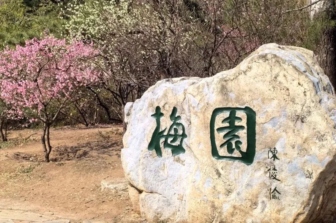 梅花盛放！京城“梅园”汇总来了