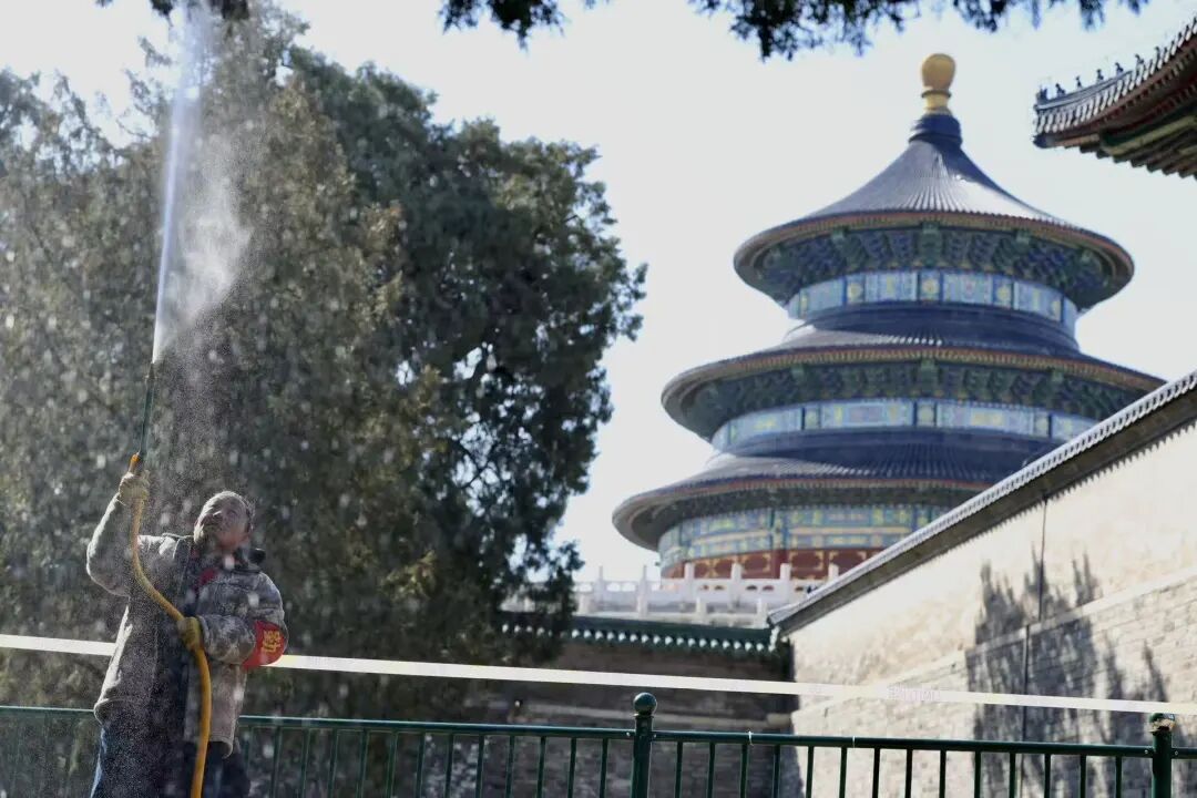 天坛公园1500余株柏树,“洗剪吹”了 天坛公园1500余株柏树,“洗剪吹”了