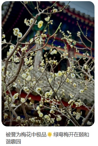 梅花盛放！京城“梅园”汇总来了