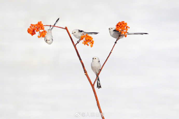 赏心悦目！这是现实版“花鸟图”