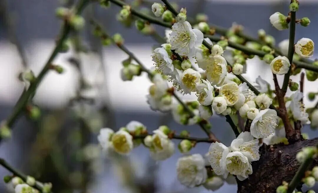 梅花盛放！京城“梅园”汇总来了