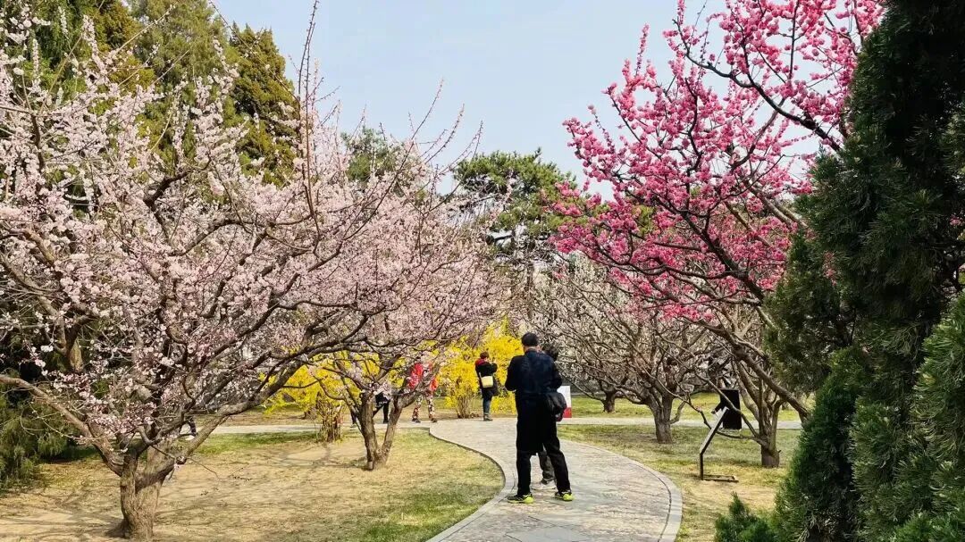 梅花盛放！京城“梅园”汇总来了