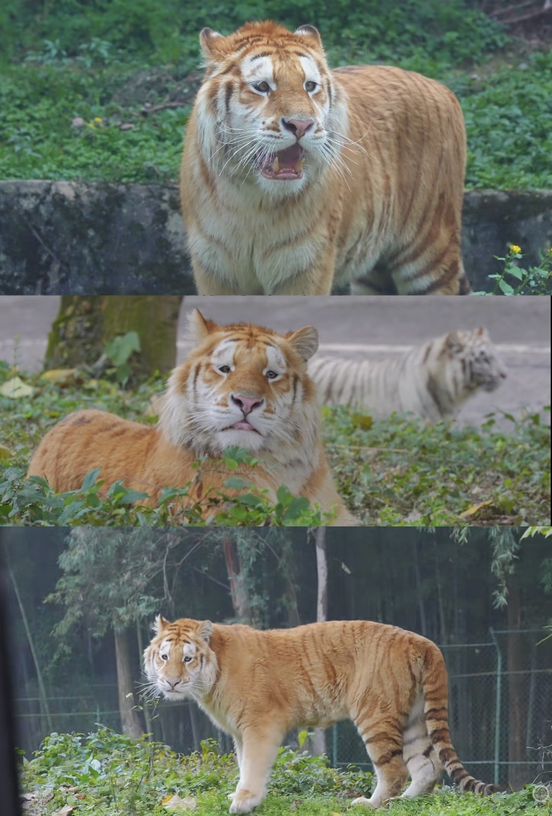 新晋网红!老虎版“没头脑”和“不高兴”爆火出圈 新晋网红!老虎版“没头脑”和“不高兴”爆火出圈