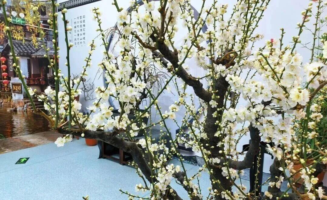 梅花盛放！京城“梅园”汇总来了