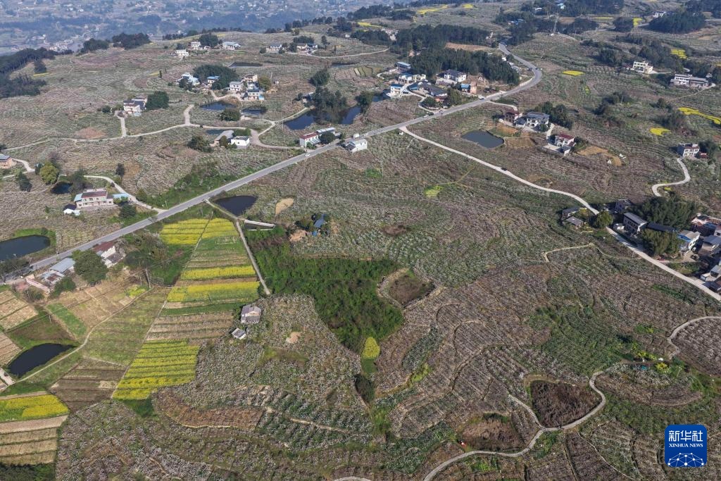 重庆永川：千树万树梨花开 农旅融合促增收