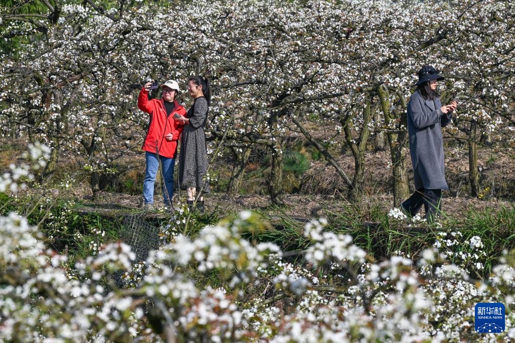 重庆永川：千树万树梨花开 农旅融合促增收