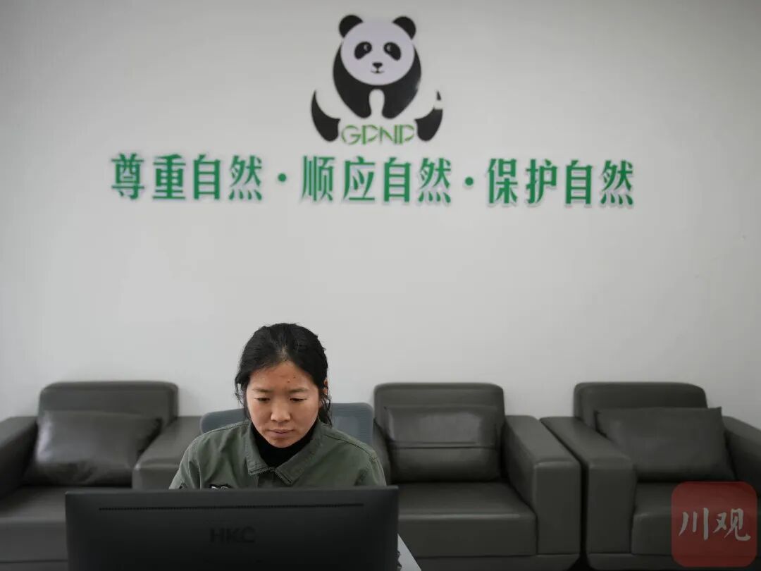 “像不像豆豉?”四川这群科研人员为什么要在深山里捡“粑粑”? “像不像豆豉?”四川这群科研人员为什么要在深山里捡“粑粑”?