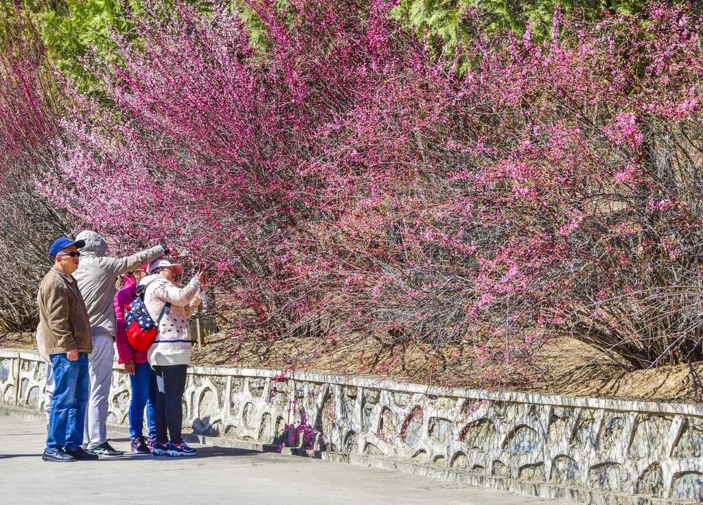 梅花盛放！京城“梅园”汇总来了