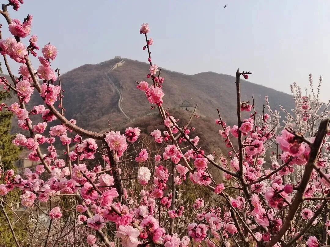 梅花盛放！京城“梅园”汇总来了