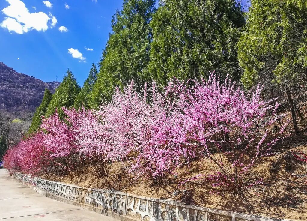 梅花盛放！京城“梅园”汇总来了