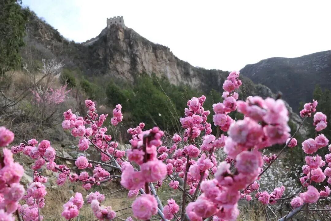 梅花盛放！京城“梅园”汇总来了